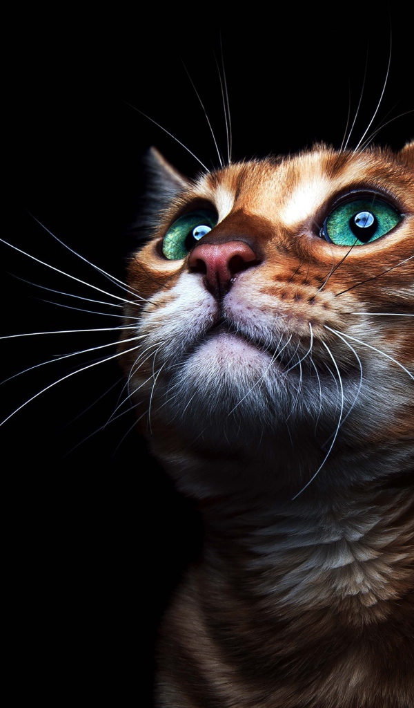 Красивый зеленоглазый кот на черном фоне