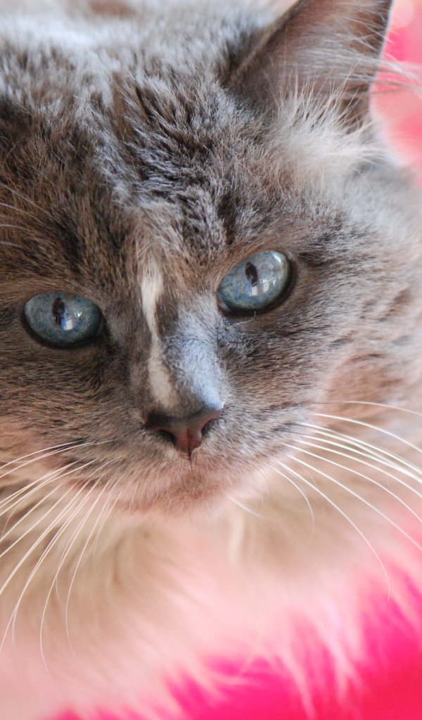 Красивый взгляд пушистого голубоглазого кота