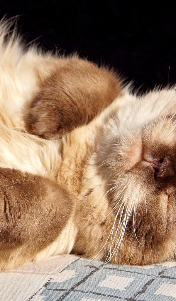 Красивый породистый сиамский кот спит на солнце