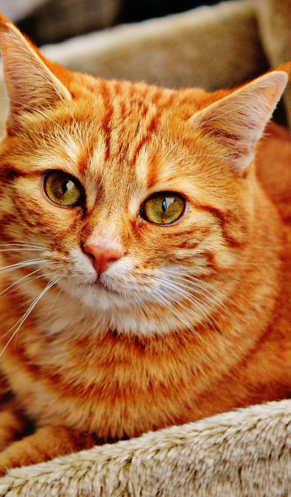 Красивый рыжий кот в кресле