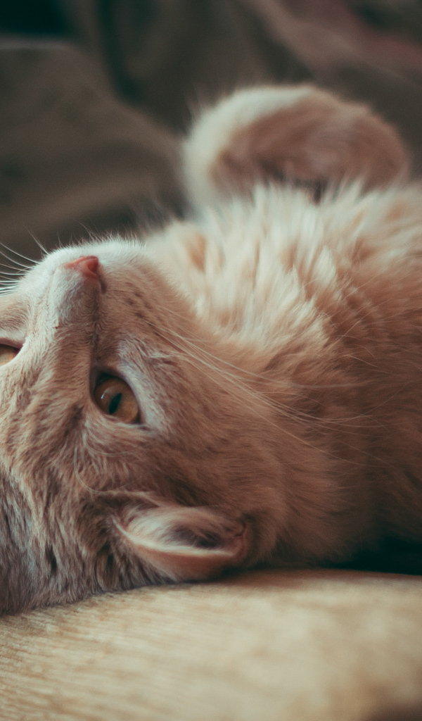 Красивый рыжий кот лежит на диване
