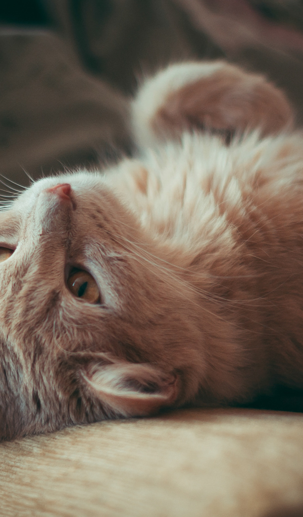 Красивый рыжий кот лежит на диване