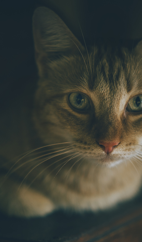 Красивый рыжий кот фото крупным планом