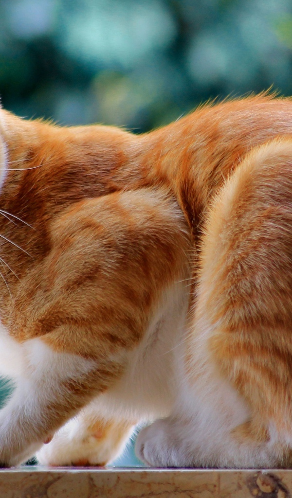 Красивый рыжий кот с длинными усами