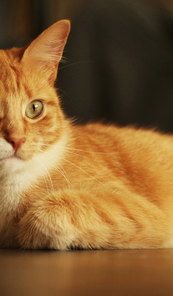 Красивый рыжий кот с игрушкой 