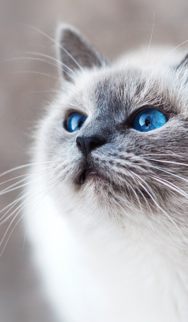 Красивый породистый голубоглазый кот