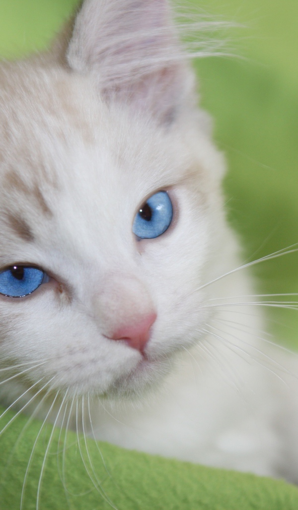 Красивый взгляд голубоглазой кошки