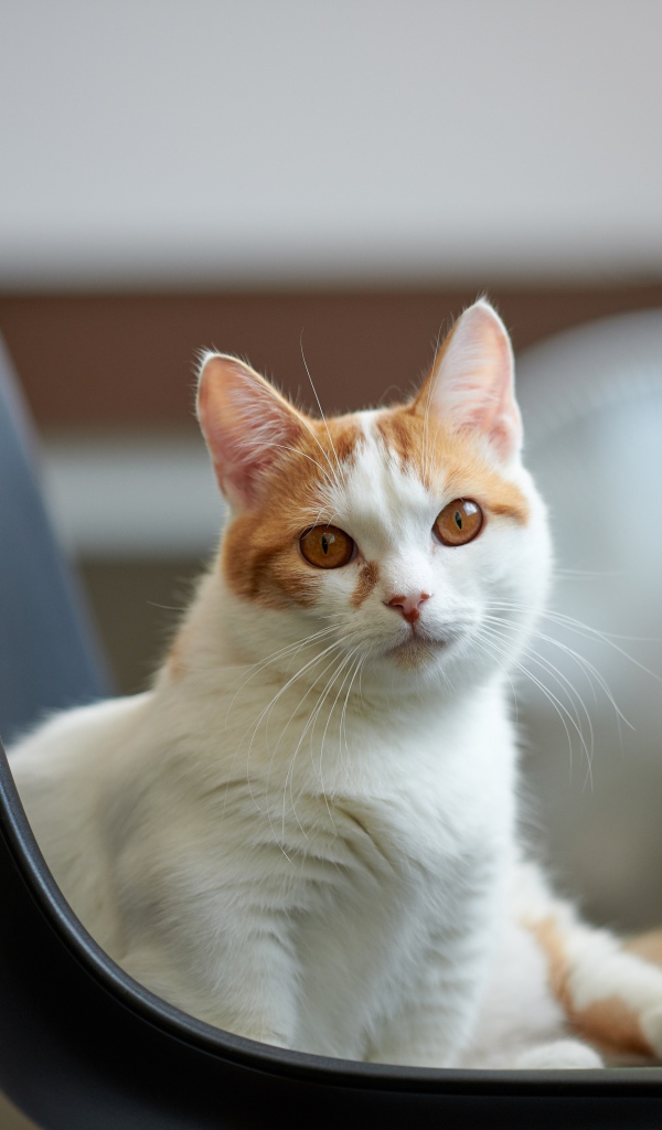 Красивый белый с рыжим кот на стуле