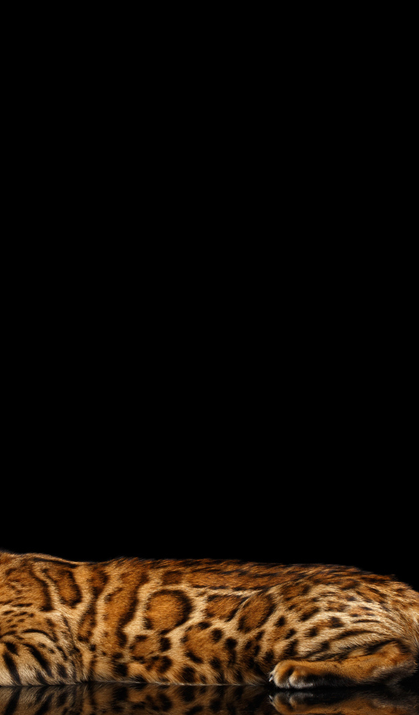 Бенгальская кошка на черном фоне