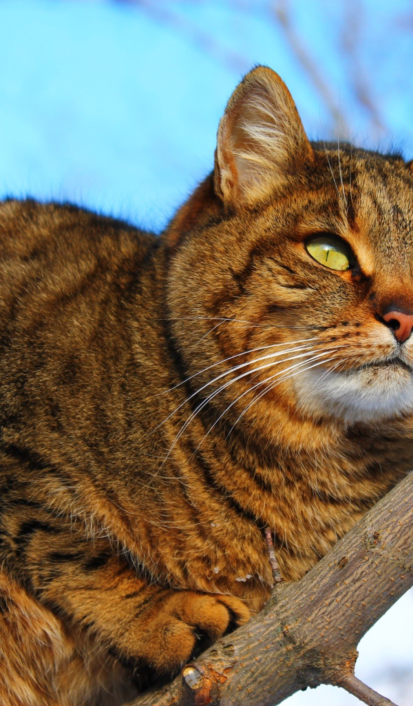 Большой красивый серый кот на дереве