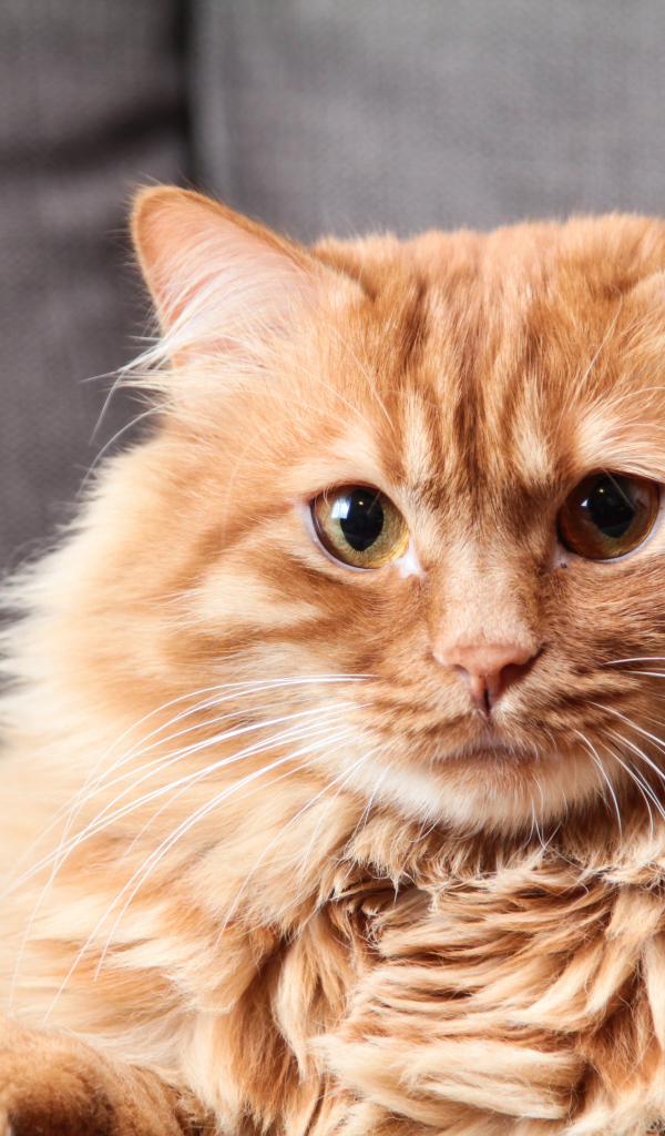 Большой пушистый рыжий кот 