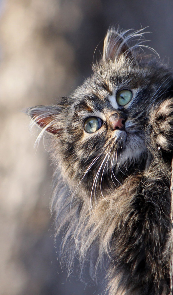 Большой серый кот висит на дереве 