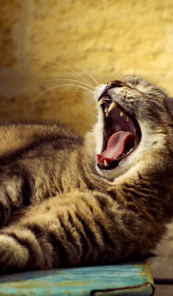 Большой серый кот зевает 