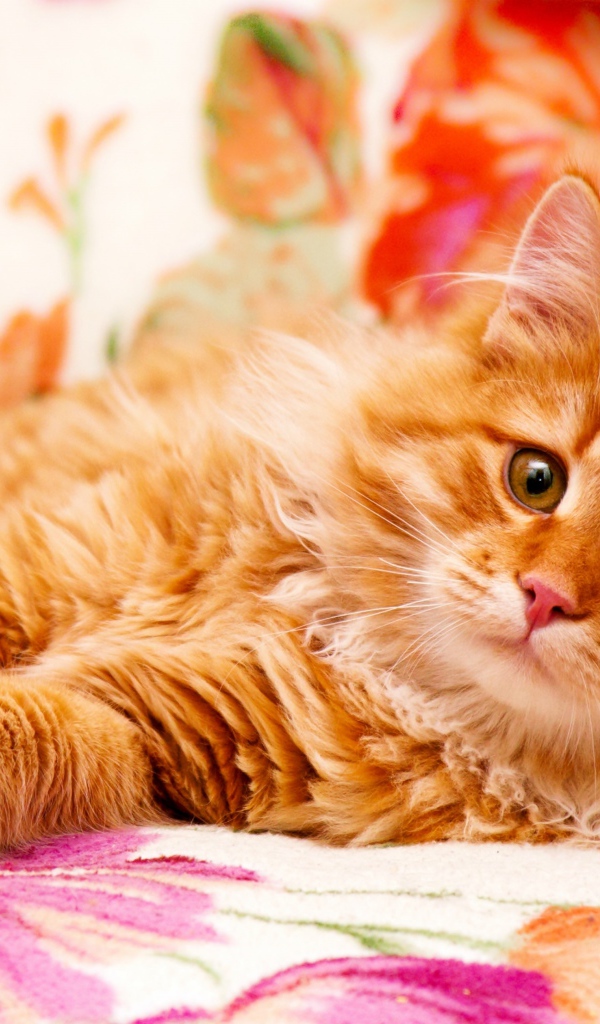 Большой рыжий кот лежит на кровати