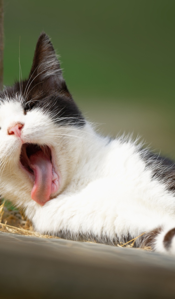 Черно белый кот зевает с высунутым языком