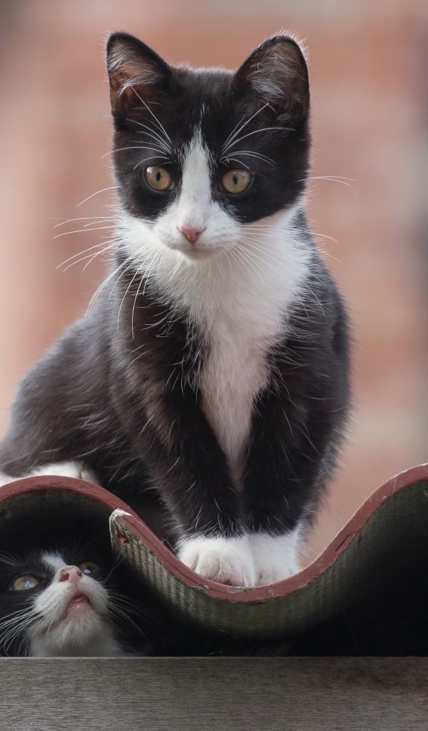 Черно белые коты на крыше 