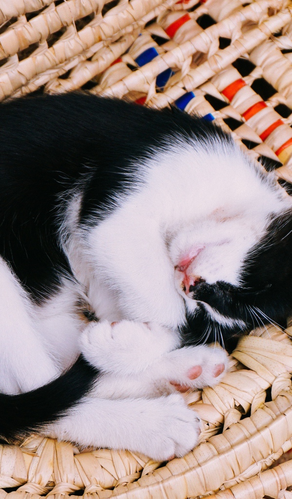 Черно-белый котенок спит в корзине