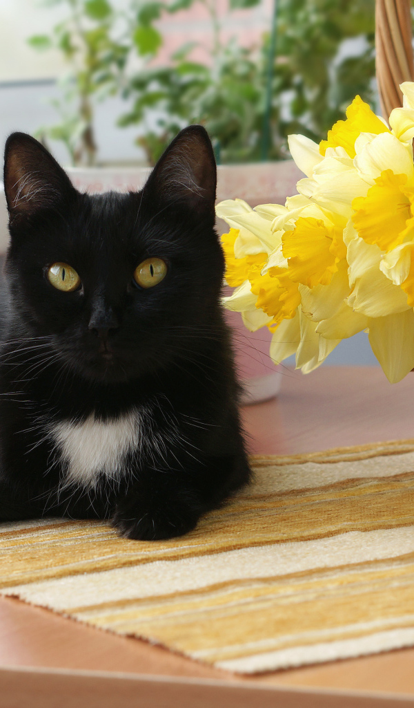Black cat by the basket with yellow daffodils