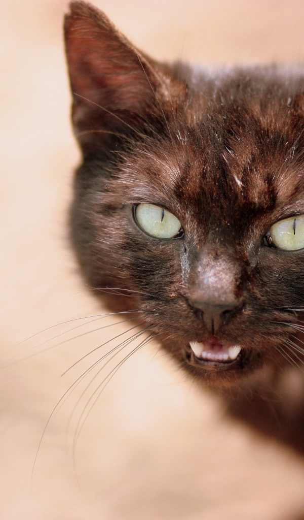 Черный кот мяукает 