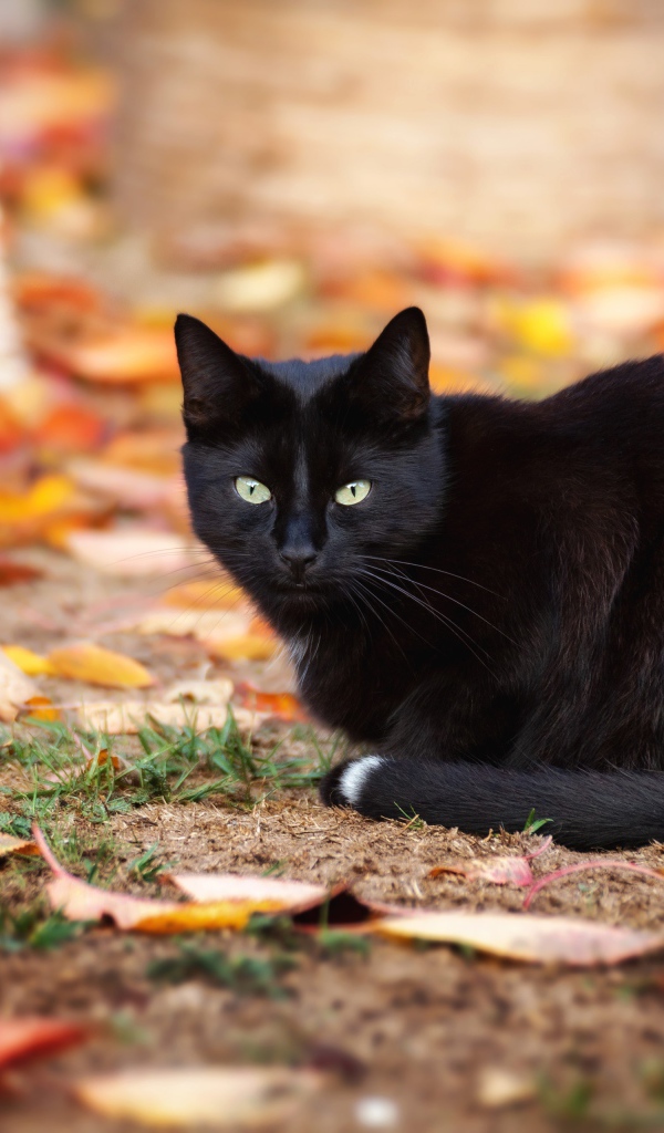 Черный кот сидит на земле с опавшими желтыми листьями