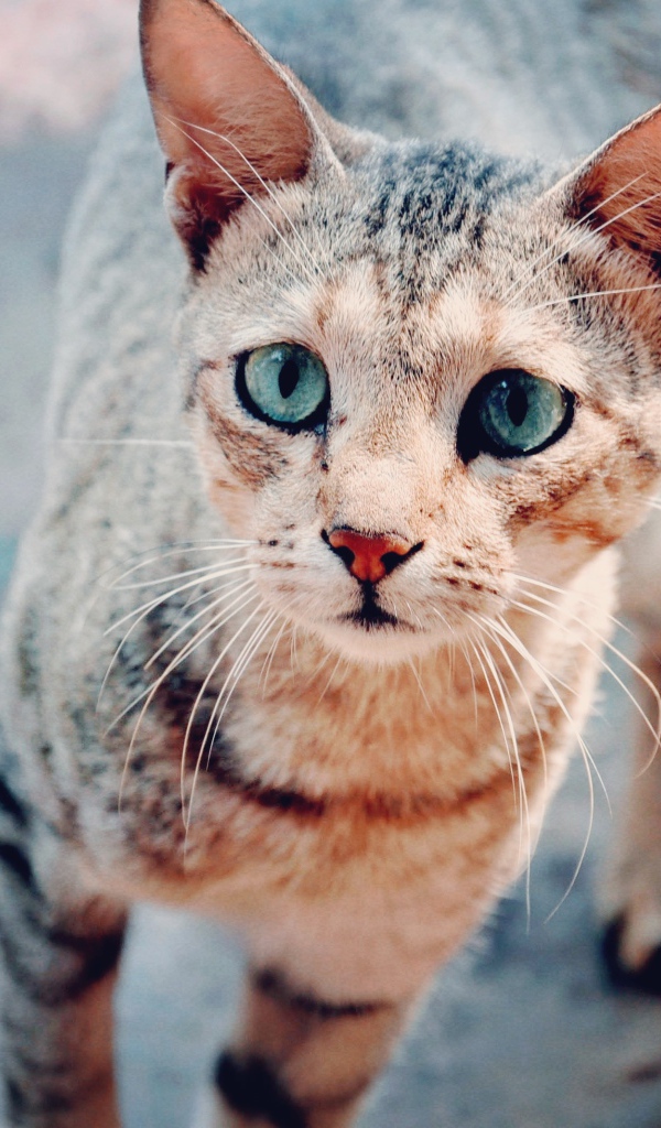 Голубоглазая серая кошка с грустным взглядом