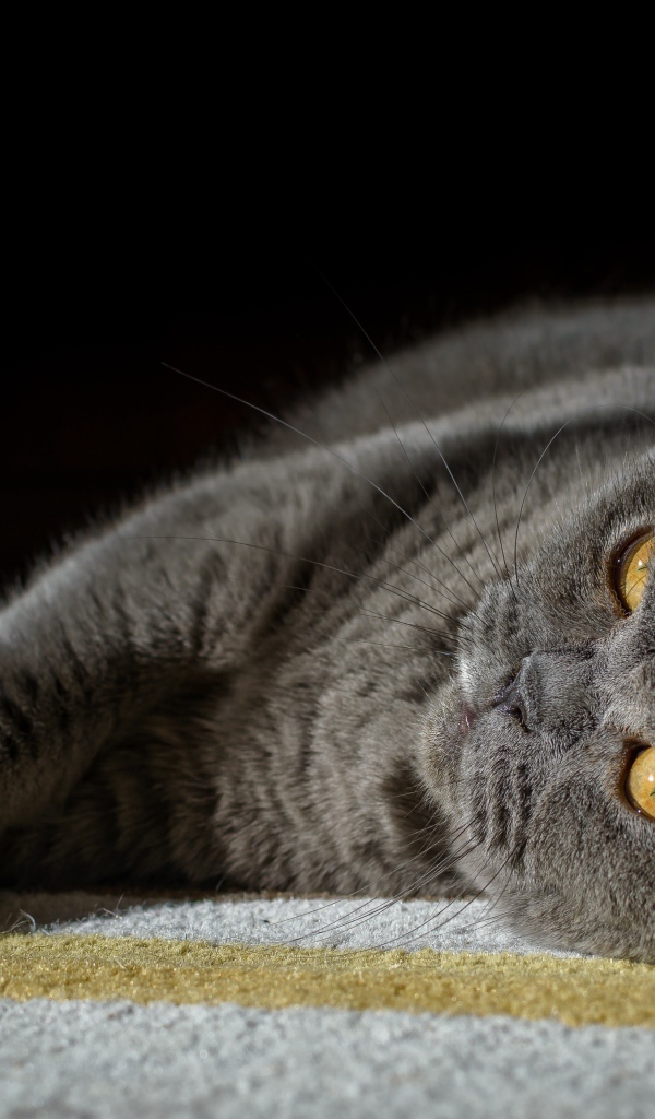 Британский кот лежит на ковру на черном фоне