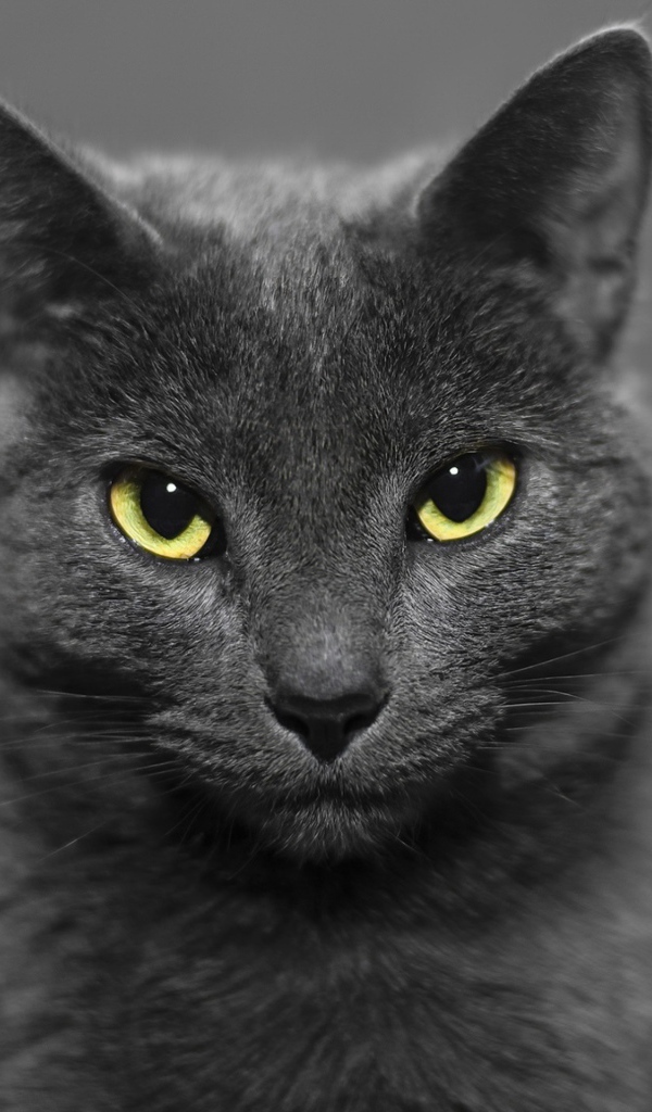 Британский кот на сером фоне