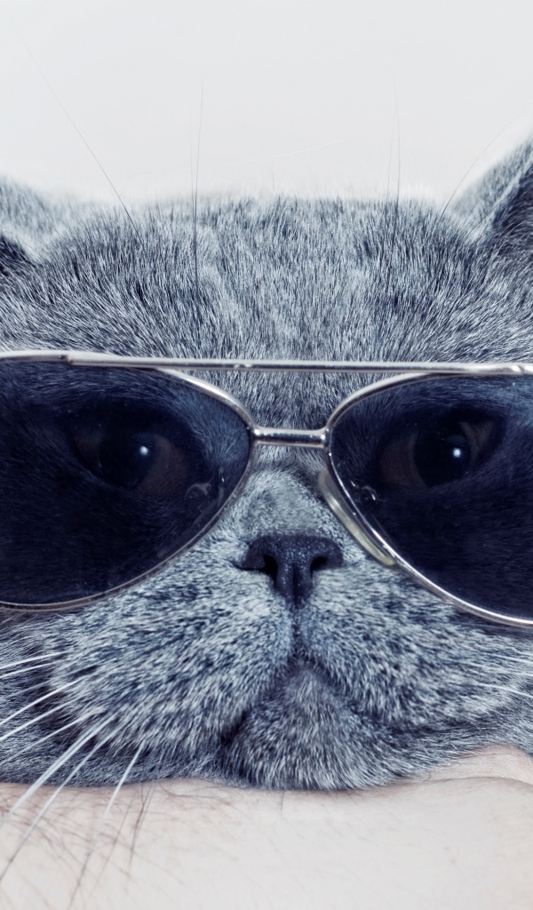 Британский кот в очках