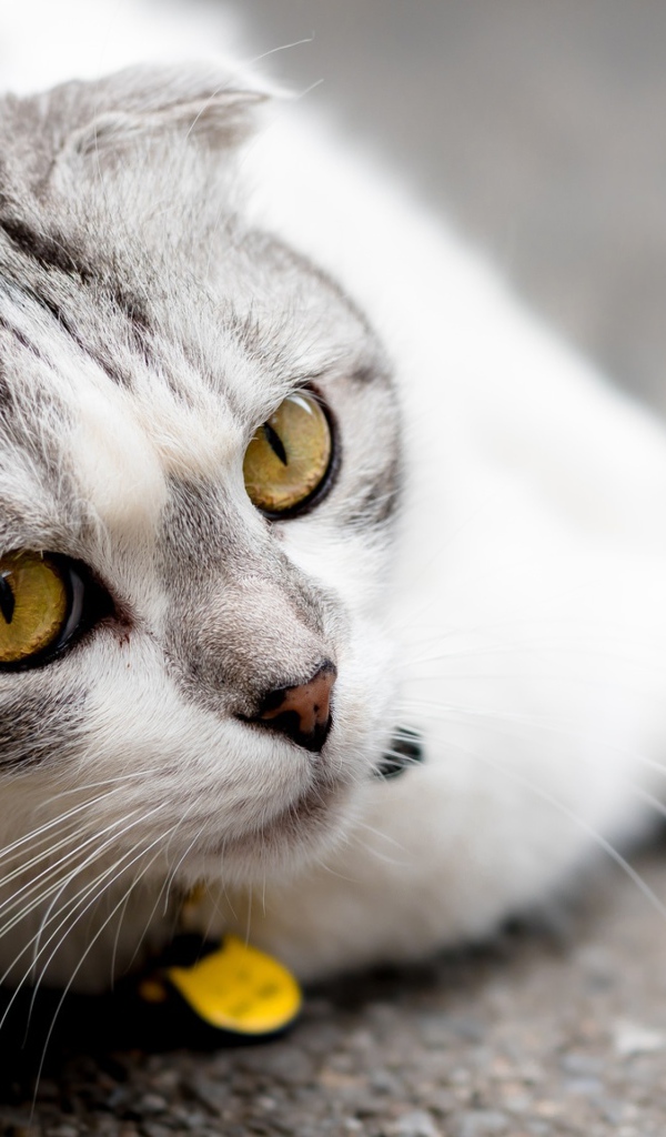 Британский вислоухий кот лежит на асфальте 