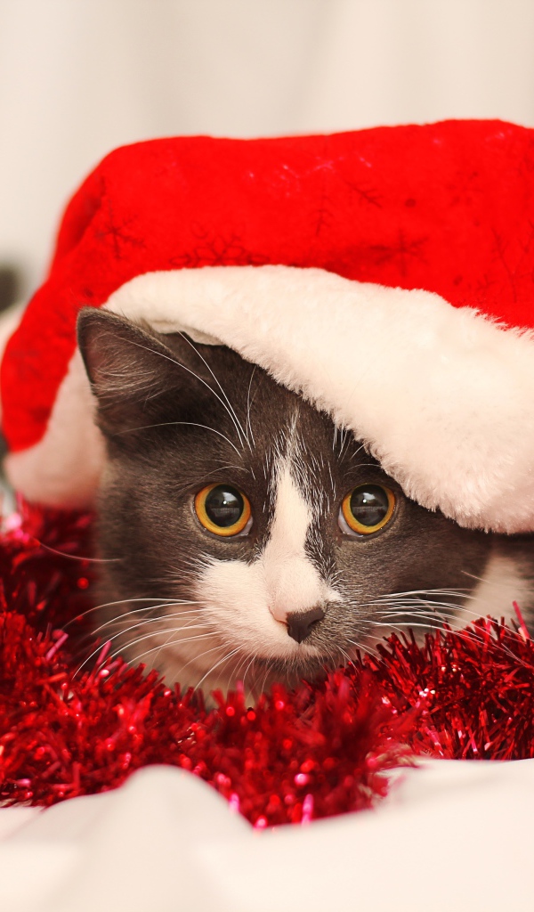 Кот в красной новогодней шапке с мишурой