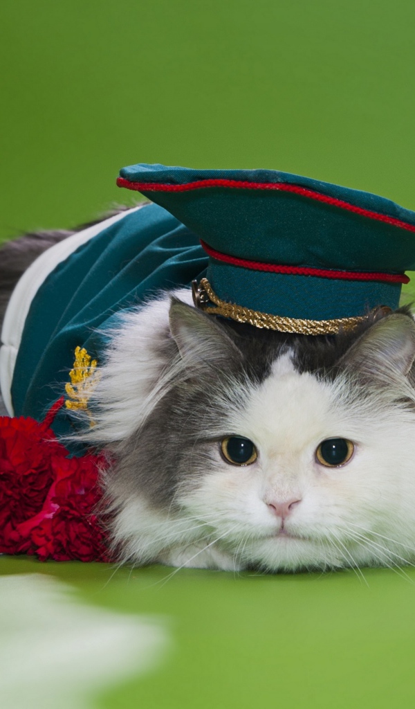 Кот в военной фуражке с красными гвоздиками