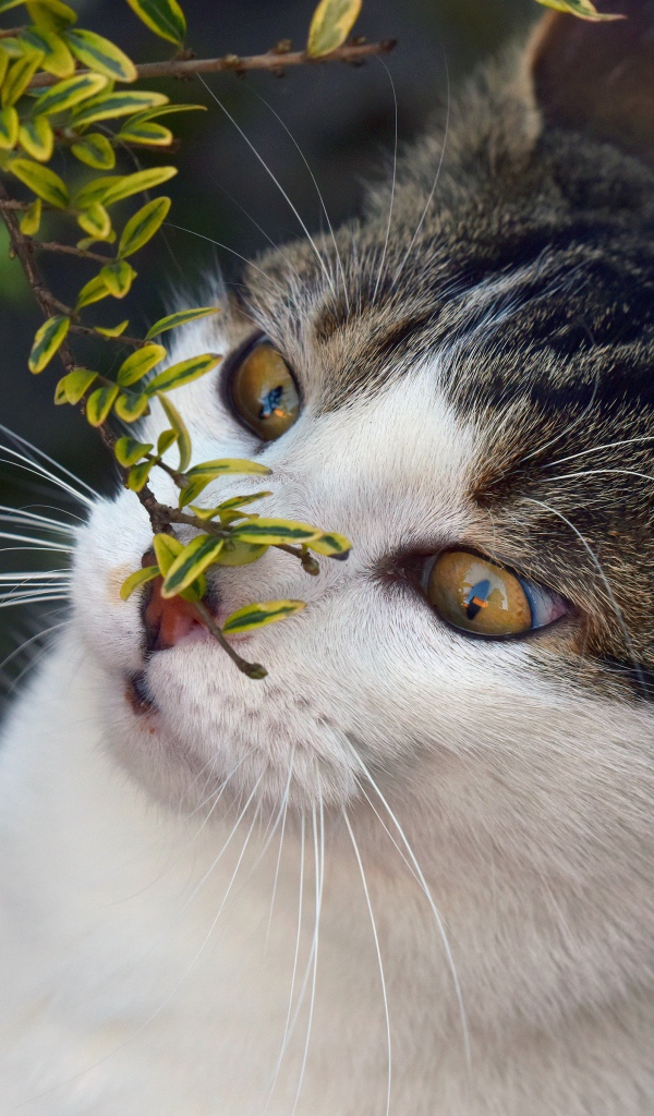 Кот с веткой з мелкими зелеными листьями