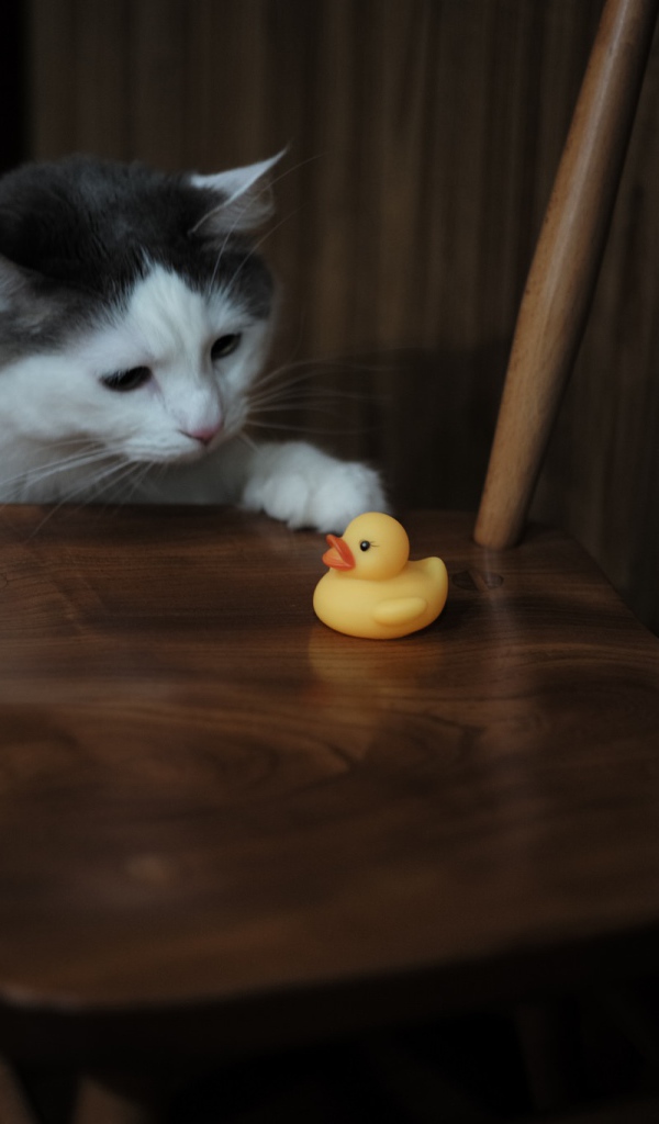Кот с желтой резиновой уточкой на стуле
