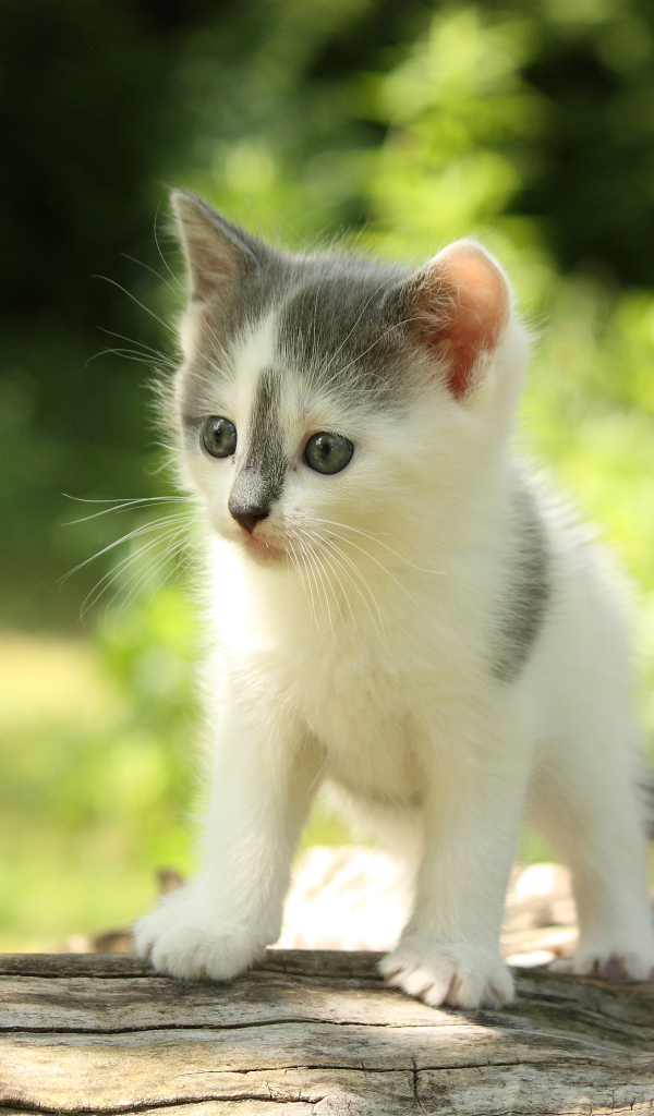 Милый маленький котенок на деревянной колоде