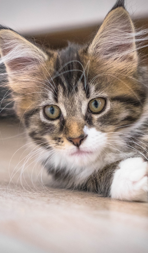 Дорогой породистый котенок мейн кун 