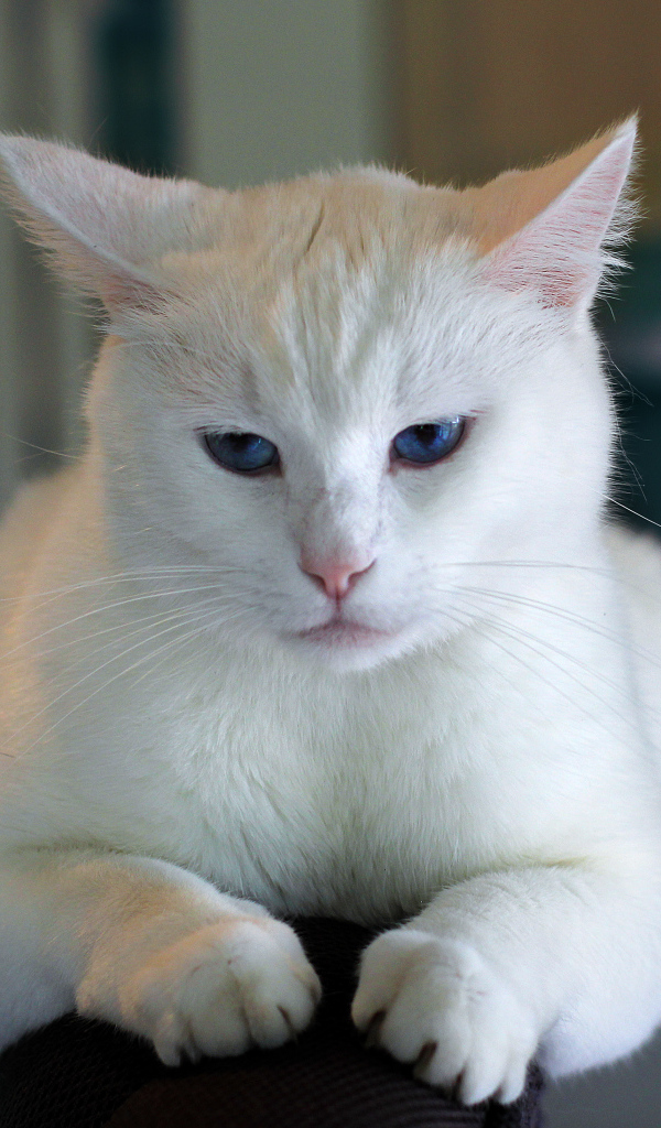 Недовольный голубоглазый белый кот 
