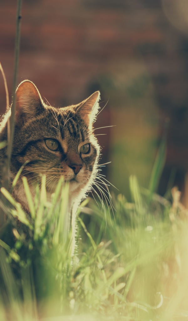 Недовольный серый кот в траве