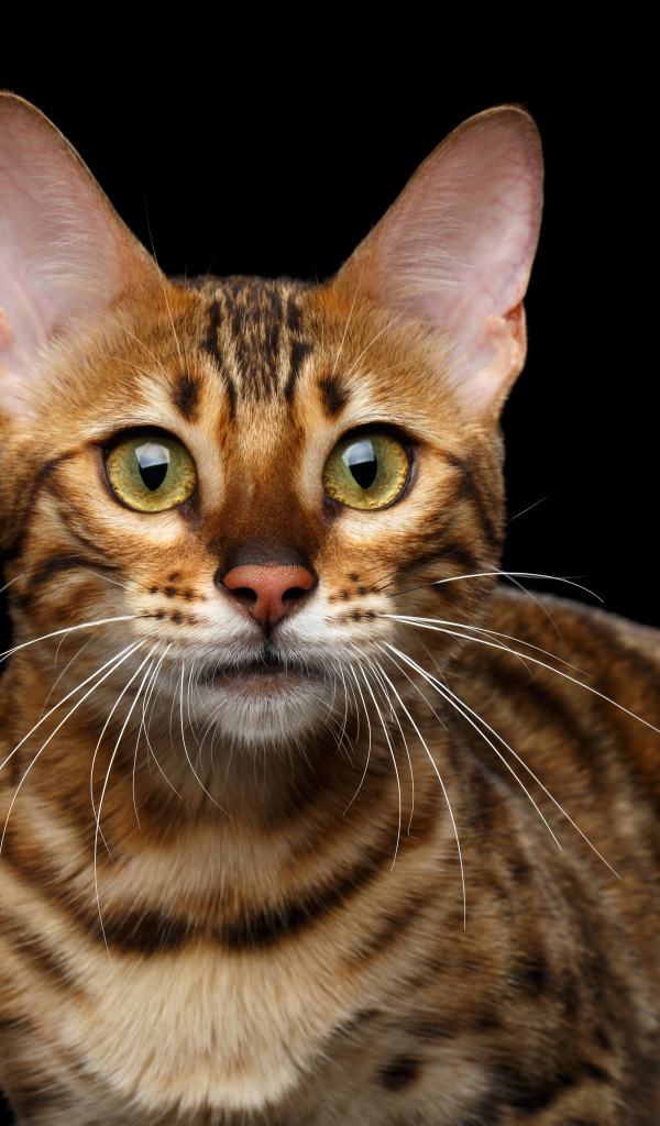 Дорогая Бенгальская кошка на черном фоне