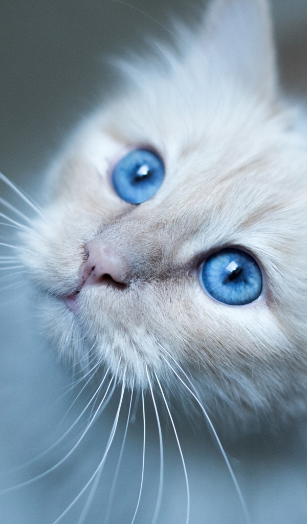 Выразительный взгляд красивой голубоглазой кошки