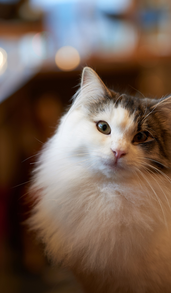 Пушистый красивый кот сидит у стола 