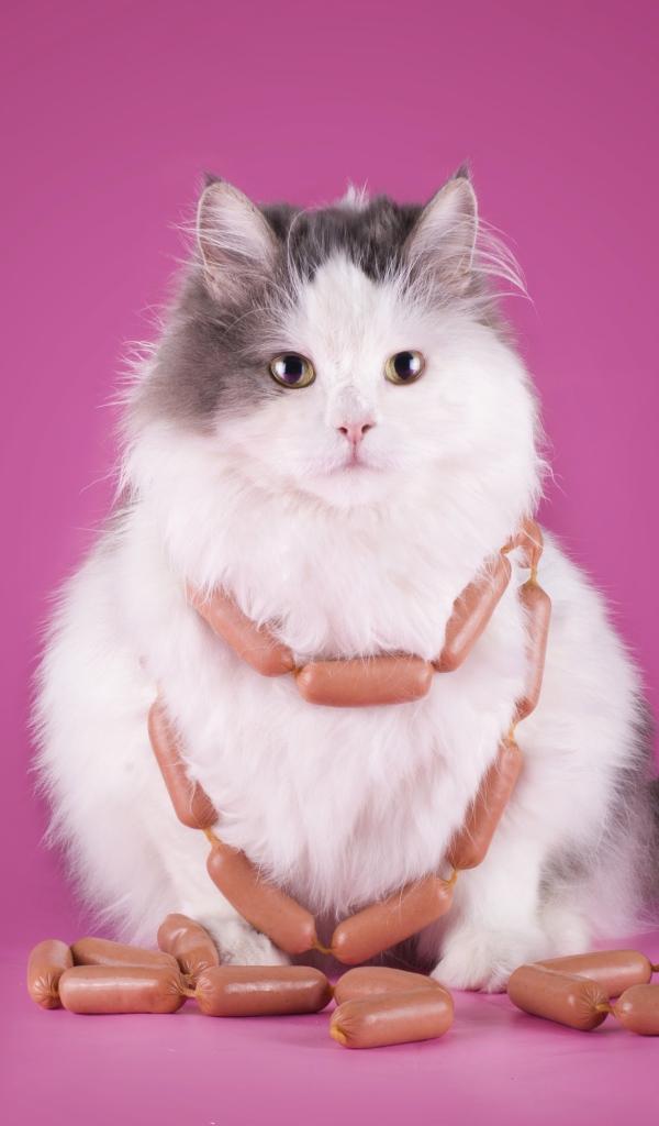 Пушистый кот с сосисками на розовом фоне