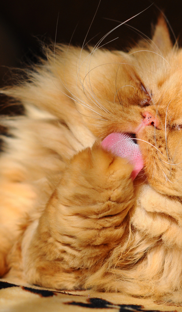 Пушистый рыжий персидский кот облизывает лапу