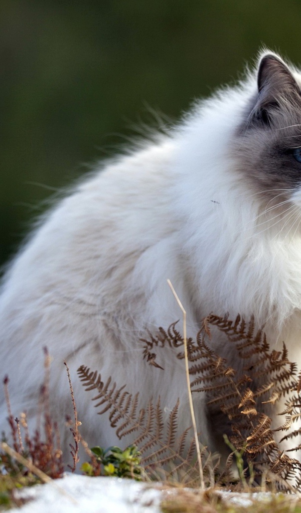 Пушистый породистый кот сидит на тающем снегу весной