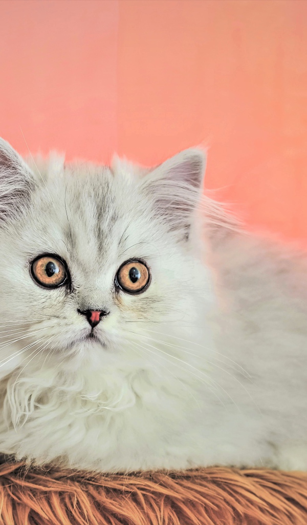 Пушистый белый персидский котенок на розовом фоне