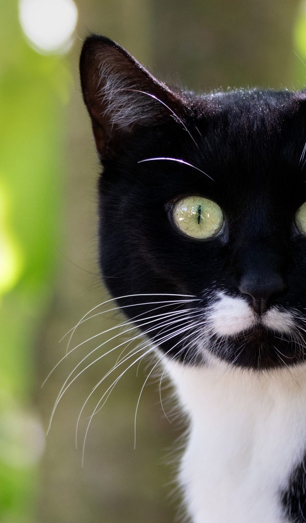 Испуганный черно белый кот с длинными усами 