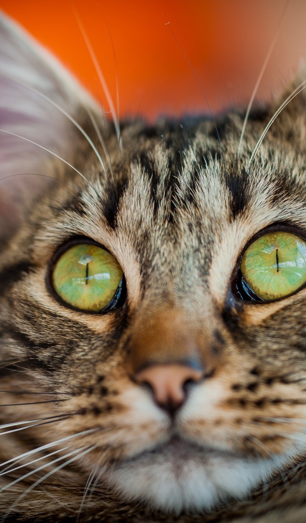 Забавная морда серого зеленоглазого кота