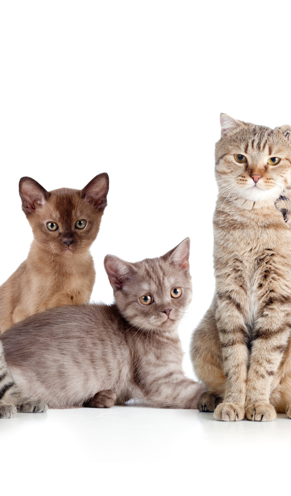 Забавные маленькие котята на белом фоне