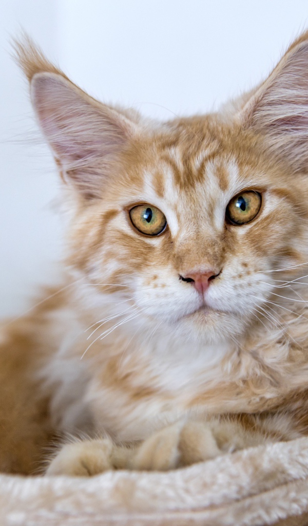 Пушистый рыжий кот породы мейн кун