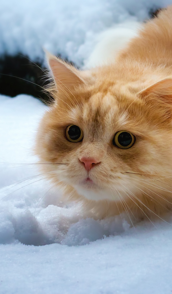 Пушистый рыжий кот лежит на снегу 