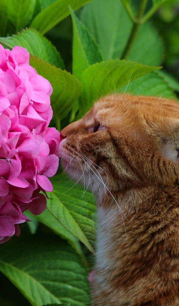Рыжий кот нюхает розовый цветок гортензии